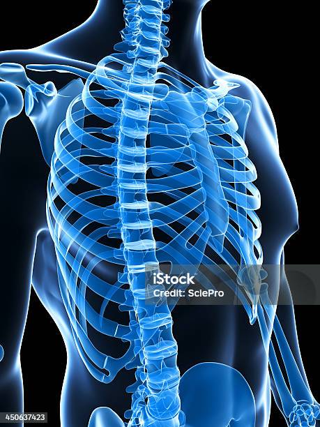 Skeletal Thorax Stock Photo - Download Image Now - Anatomy, Biology, Biomedical Illustration