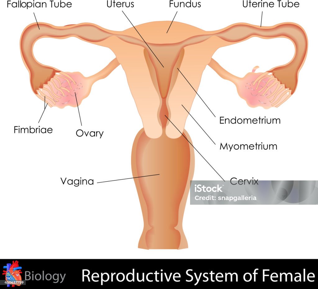 Labeled illustration of the female reproductive system easy to edit vector illustration of female reproductive system Anatomy stock vector