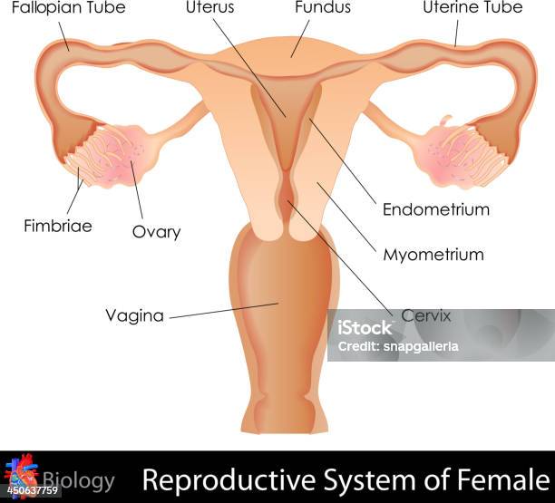 Labeled Illustration Of The Female Reproductive System Stock Illustration - Download Image Now