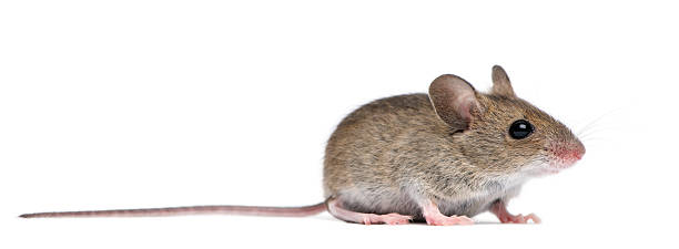 Side view of Wood mouse