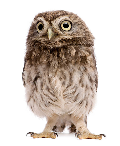 istock Little Owl, 50 days old, Athene noctua 450638003