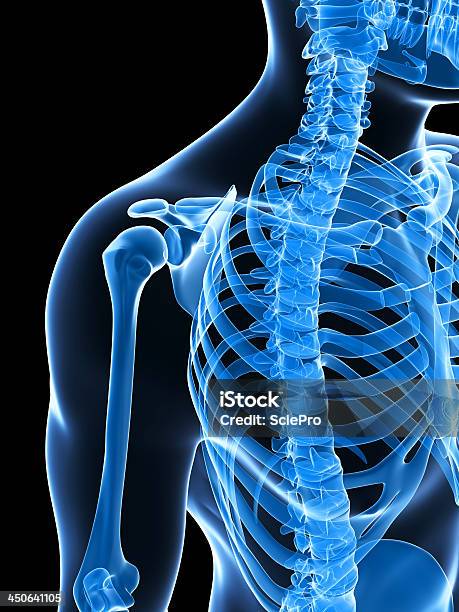Esqueleto Ombro - Fotografias de stock e mais imagens de Anatomia - Anatomia, Azul, Azul escuro
