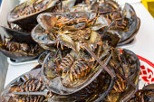 gegrillte-horseshoe-crab.jpg?b=1&s=170x170&k=20&c=PrLau5Ih52iL1QFZTyQkevi6T3d_zOVELSbvuBA4sZM=
