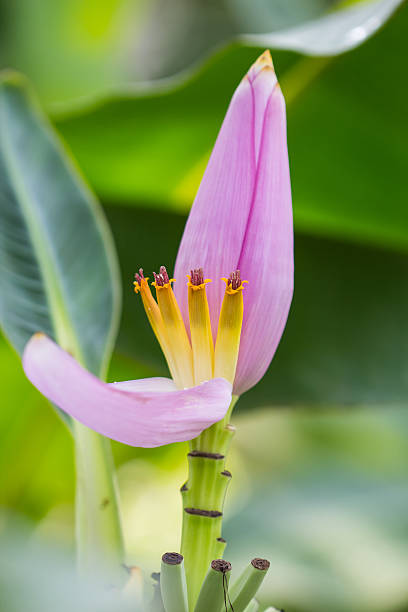 istock pink banana blossom 450641497