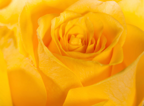 Yellow rose abstract background texture