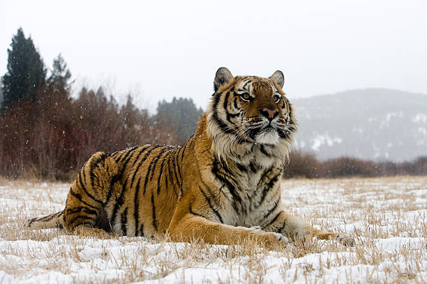 istock Siberian tiger, Panthera tigris altaica 450642199
