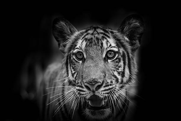 istock The portrait of tiger 450645495