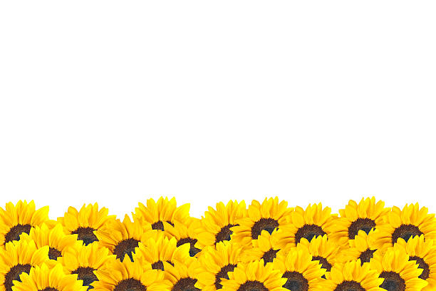 istock Close up of Sunflower 450645519