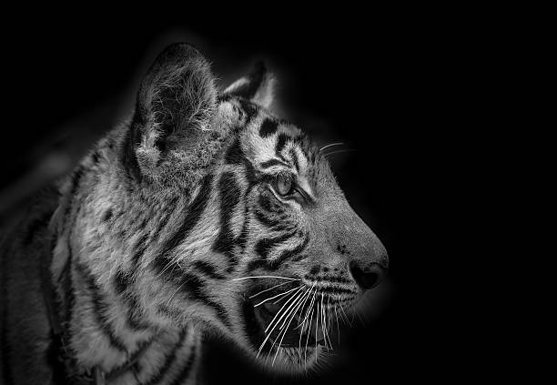 istock side face portrait of tiger 450645547
