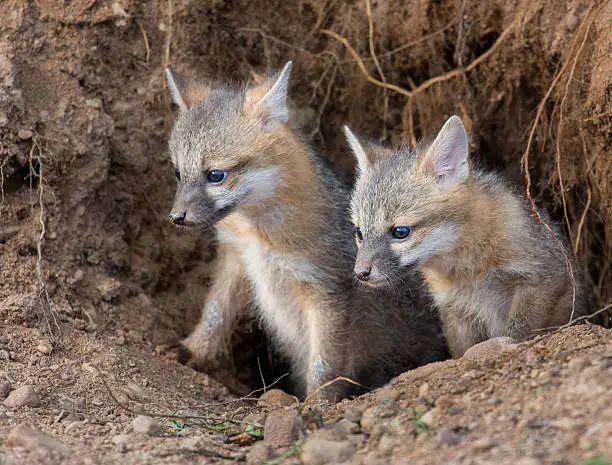 Photo of Gray Fox Pups