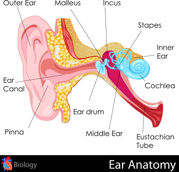 Anatomy of the human ear concept easy to edit vector illustration of Ear Anatomy diagram human ear stock illustrations