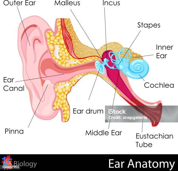 Anatomy Of The Human Ear Concept Stock Illustration - Download Image Now - Anatomy, Ear Canal, Human Ear