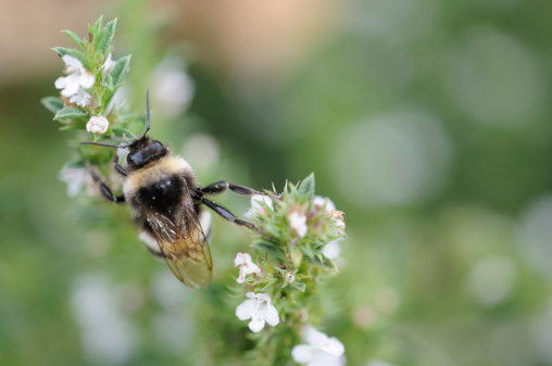 satureja with bumblebee, macro