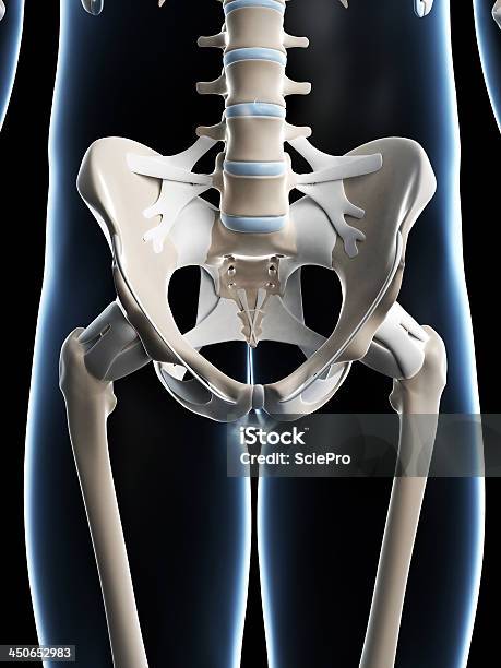 Foto de Despojada Quadril e mais fotos de stock de Anatomia - Anatomia, Articulação Humana - Termo anatômico, Articulação humana