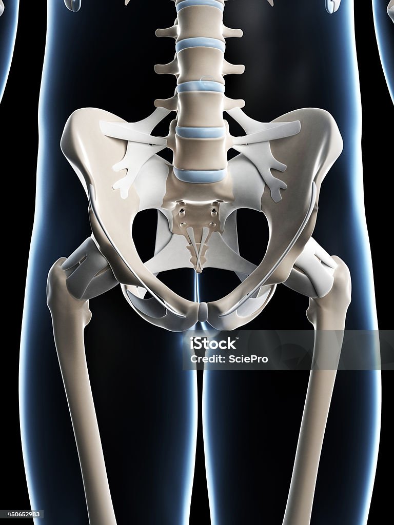 Скелетная бедре - Стоковые фото Анатомия роялти-фри