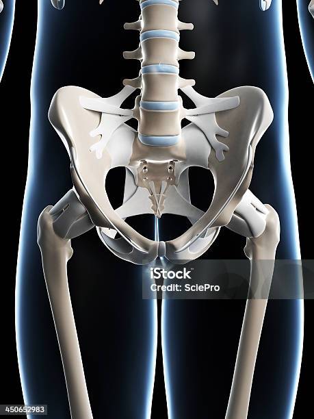 Скелетная Бедре — стоковые фотографии и другие картинки Анатомия - Анатомия, Бедренная кость, Без людей