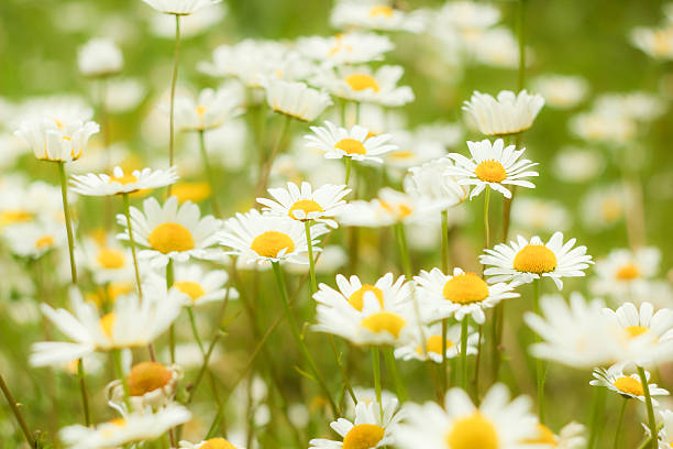 Camomiles Closeup Background stock photo