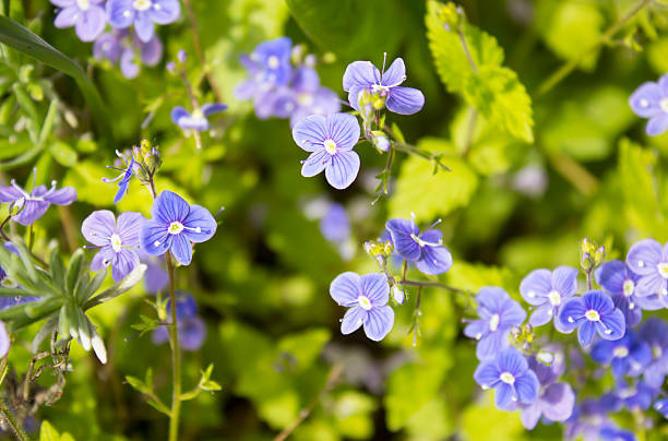 Germander Speedwell (Veronica Chamaedrys) stock photo