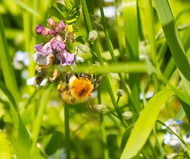 Bumblebee hanging upside down from Bush Vetch flower.