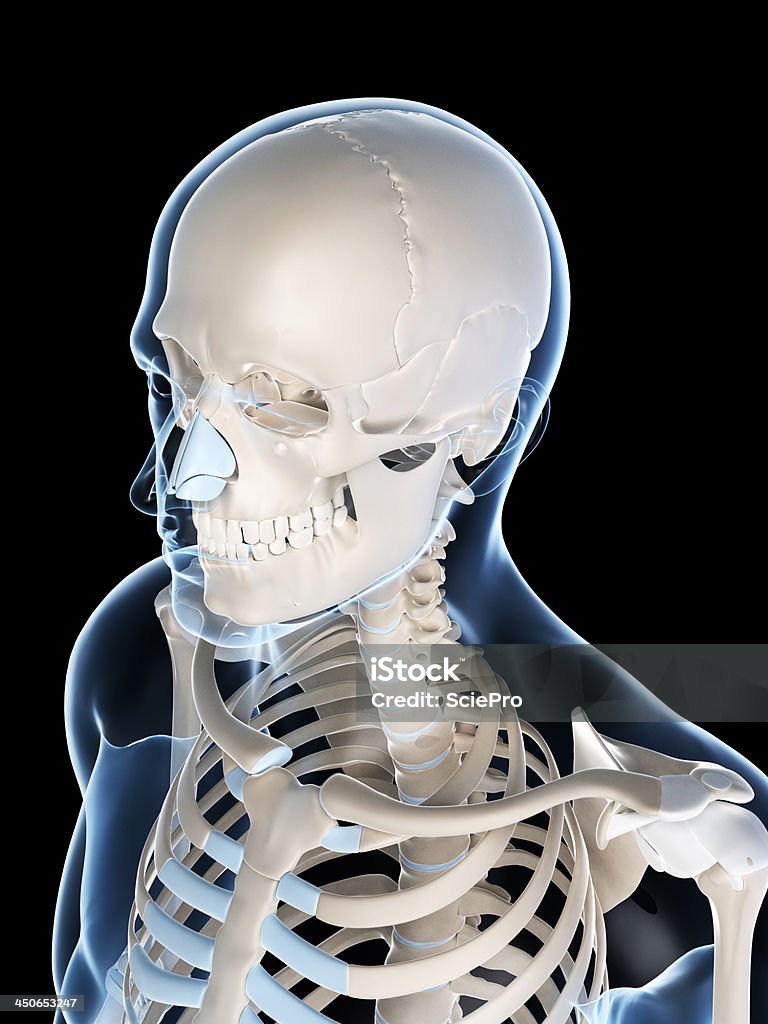 Homme de crâne - Photo de Anatomie libre de droits