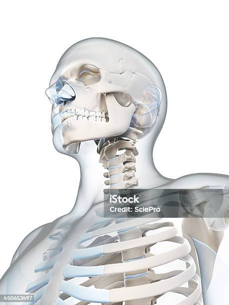 Szkielet Człowieka - zdjęcia stockowe i więcej obrazów Anatomia człowieka - Anatomia człowieka, Bez ludzi, Białe tło