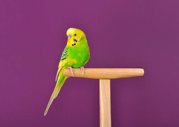 istock Yellow-green parrot perched on a stand 450653671