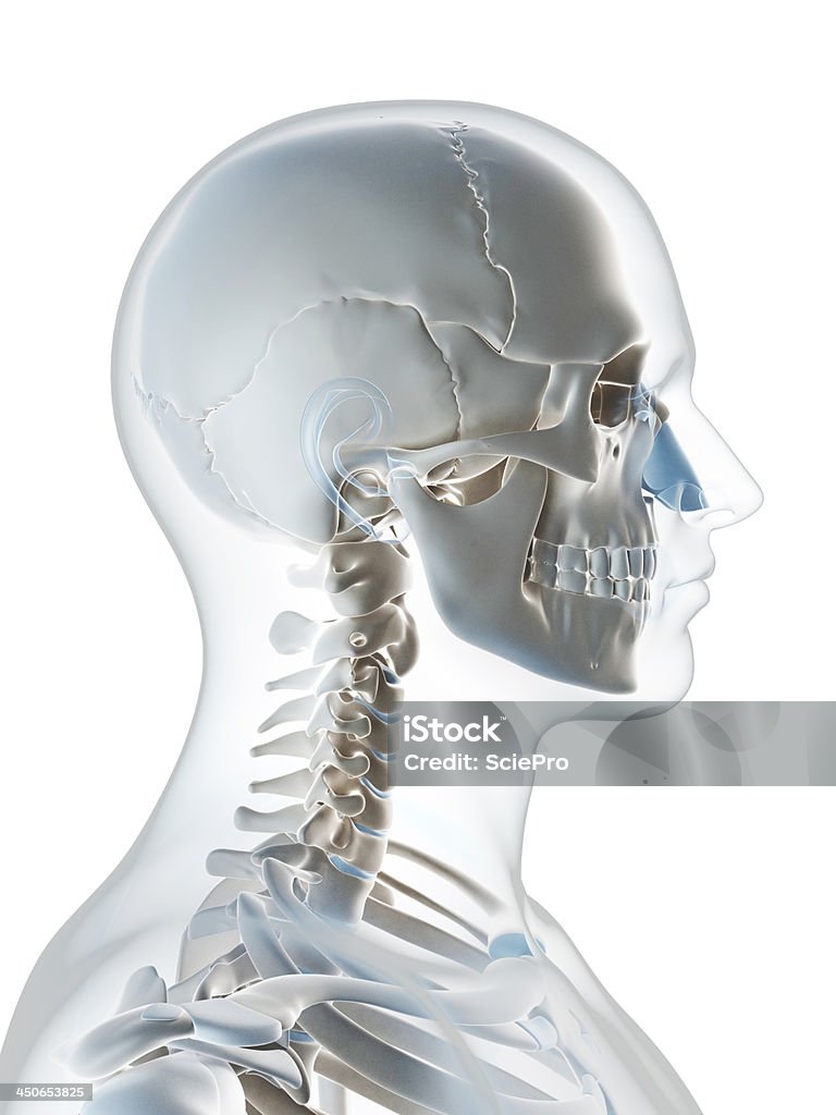 人の頭蓋骨 - イラストレーションのロイヤリティフリーストックフォト