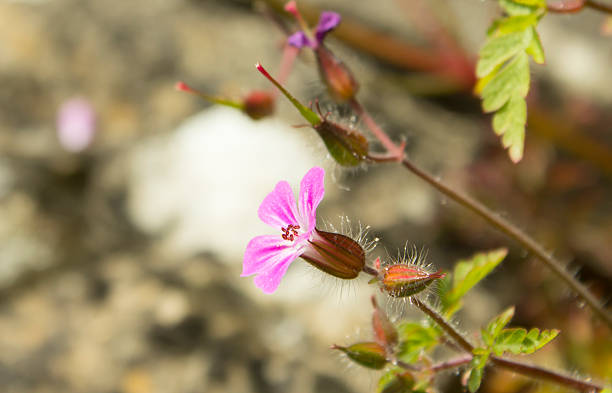 Herb Robert (Geranium Robertianum) stock photo