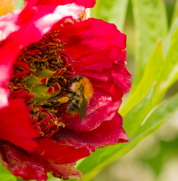 Bee inside Peony Flower stock photo