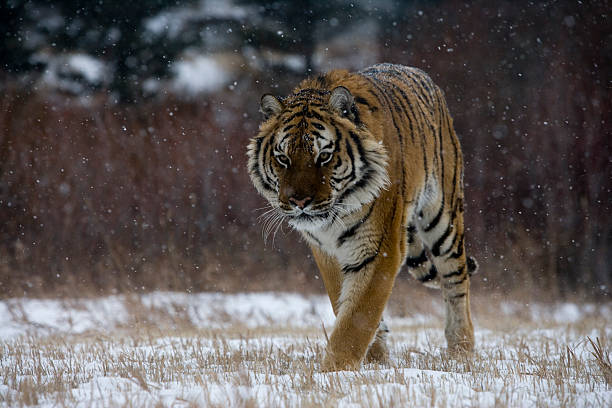 istock Siberian tiger, Panthera tigris altaica 450655587