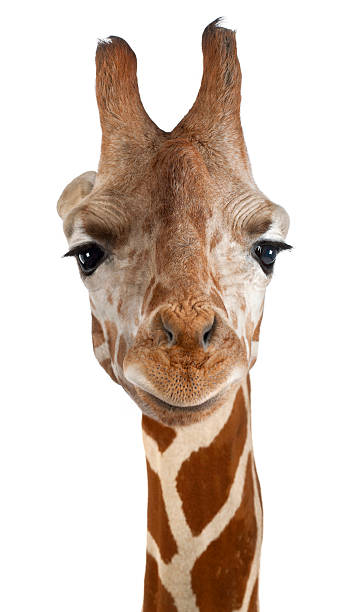 istock Close-up of a Somali Giraffe facing, Giraffa camelopardalis reticulata 450659163