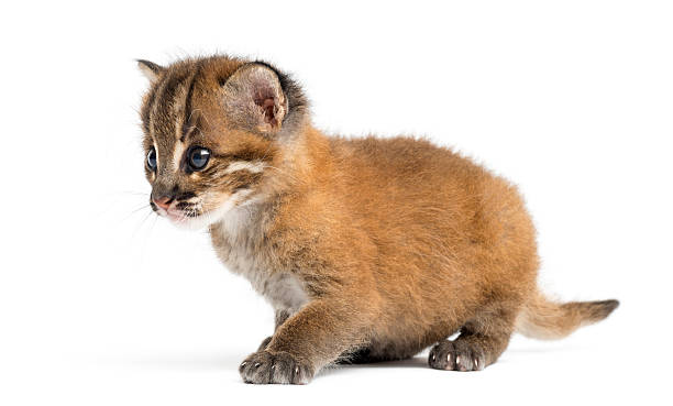 istock Asian golden cat sitting, Pardofelis temminckii 450659169
