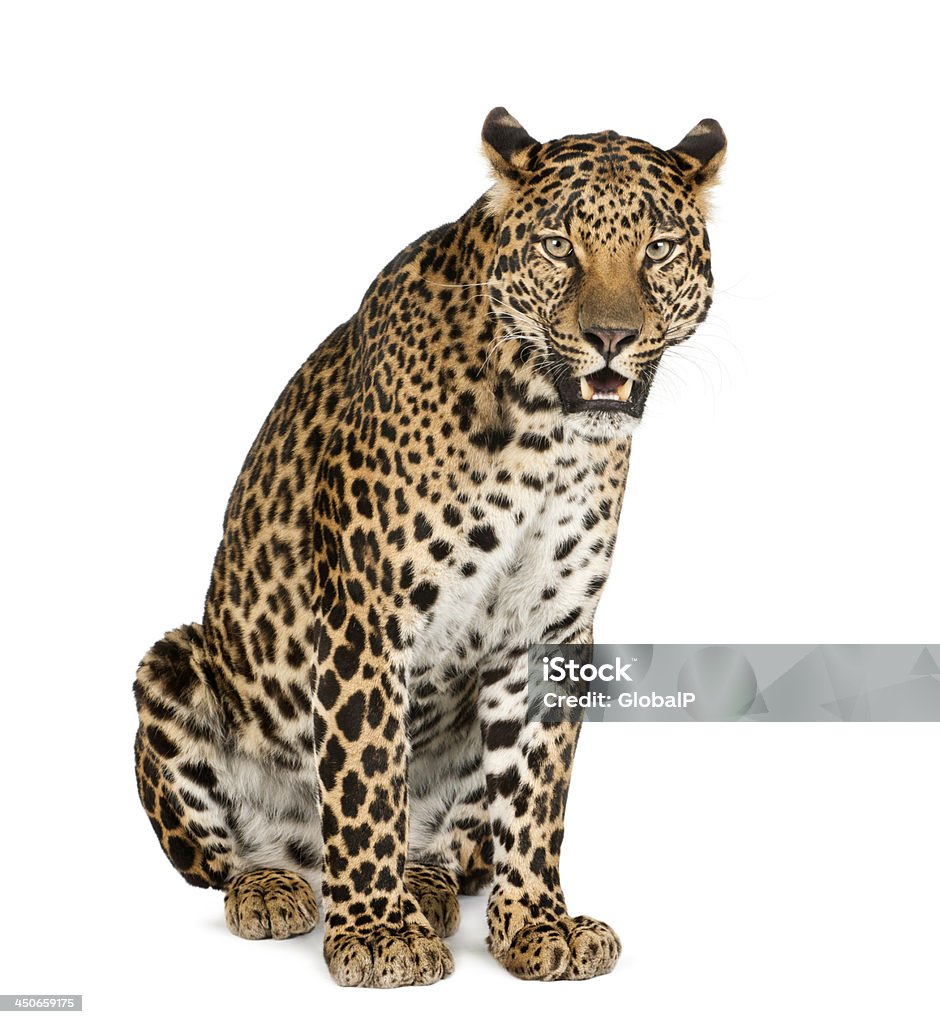 Báo Hoa Mai Ngồi Gầm Rú Panthera Pardus Hình ảnh Sẵn có - Tải ...
