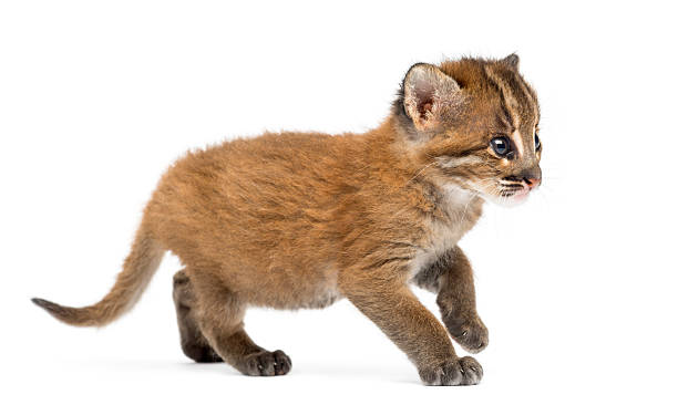 istock Standing Asian golden cat, Pardofelis temminckii 450659181