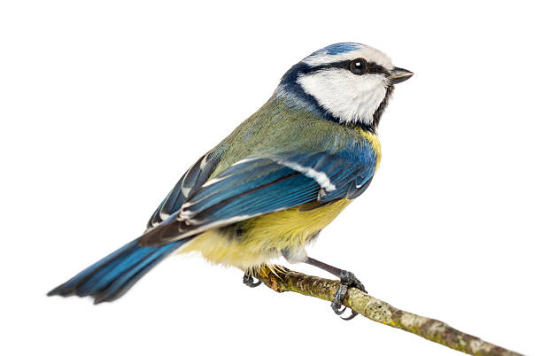 istock Blue Tit perched on a branch, Cyanistes caeruleus, isolated 450659309