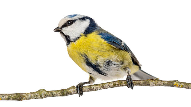 istock Blue Tit perching on a branch, Cyanistes caeruleus 450659327