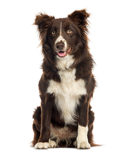 istock Border Collie sitting, 9 months old, isolated on white 450659407