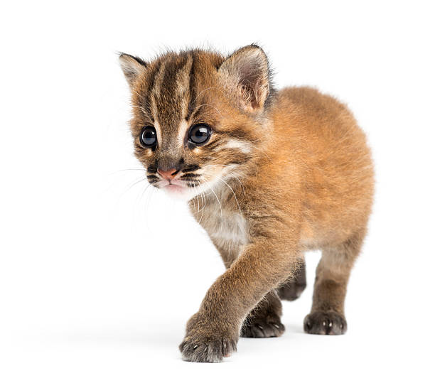 istock Asian golden cat walking, Pardofelis temminckii 450659417