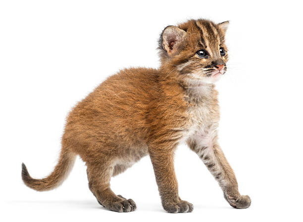 istock Standing Asian golden cat, Pardofelis temminckii 450659421