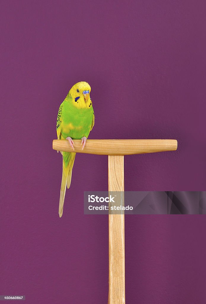 Periquito-comum Papagaio situada bem em um - Royalty-free Amarelo Foto de stock