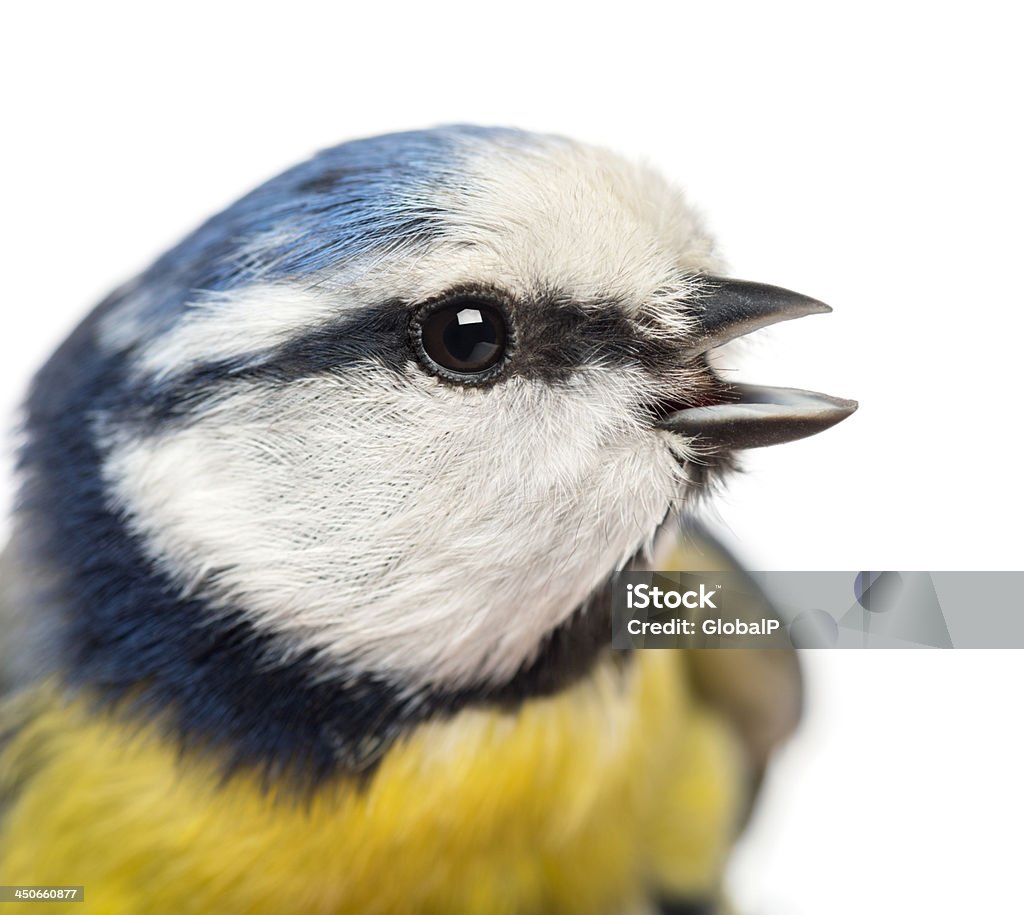 Close-up de um tweeting azul Tit, Cyanistes caeruleus - Foto de stock de Amarelo royalty-free