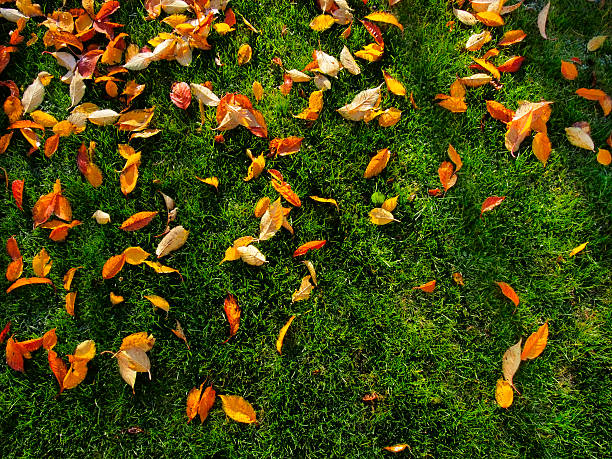 Autumn leave on green grass stock photo