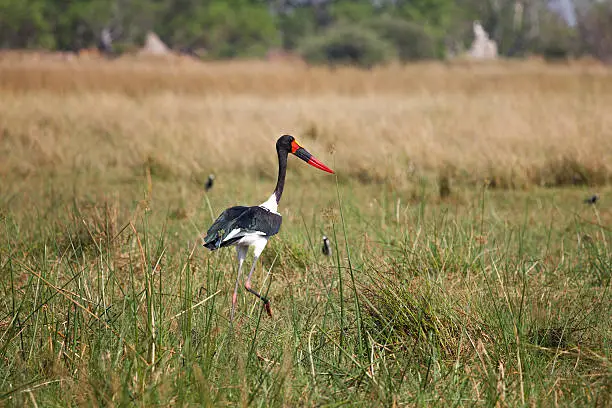Saddle-billed Stork at Okavango Delta in Botswana, South Africa