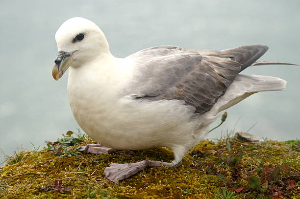 Northern Fulmar Close-up of a Sea Bird resting on a mossy perch fulmar stock pictures, royalty-free photos & images