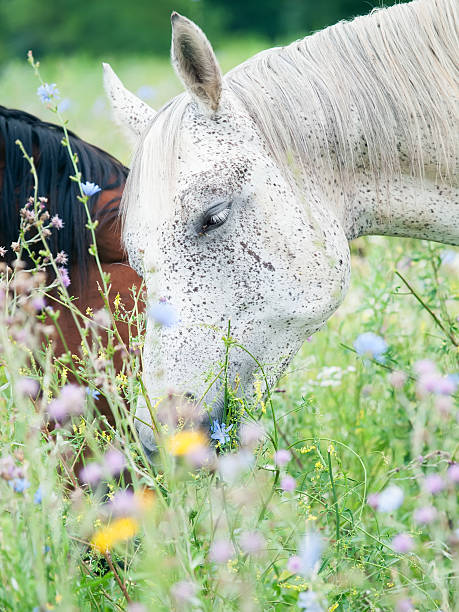 purebred speckle - gray arabian mares at the pasture