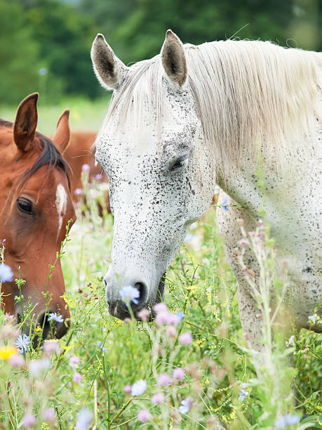 istock grazing purebred arabian mares in the pasture 450662969