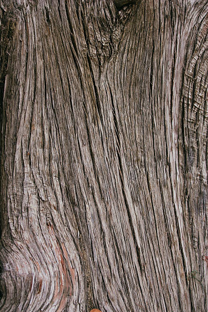 istock Wooden texture of a tree trunk. 450667579