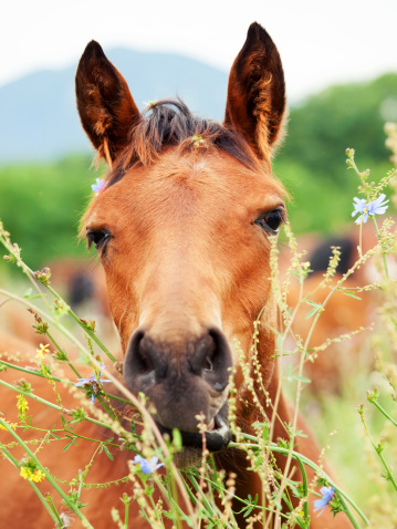 portrait of arabian foal among herbs. pasture. cloudy day