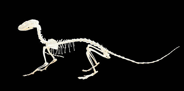 istock Skeleton of genet. Isolated over black 450667875