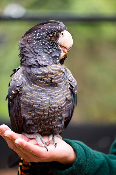 istock Red-tailed black cockatoo female 450668077